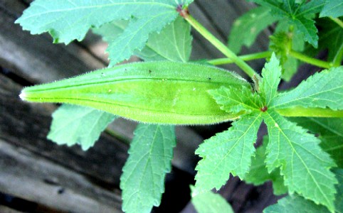 Okra Plant